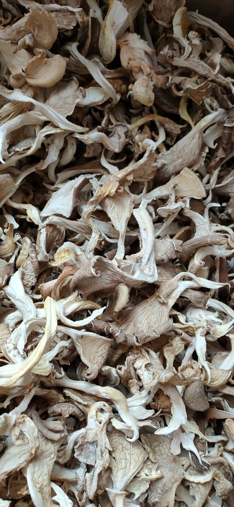 干平菇蘑菇河北干平菇鲍鱼菇食用菌