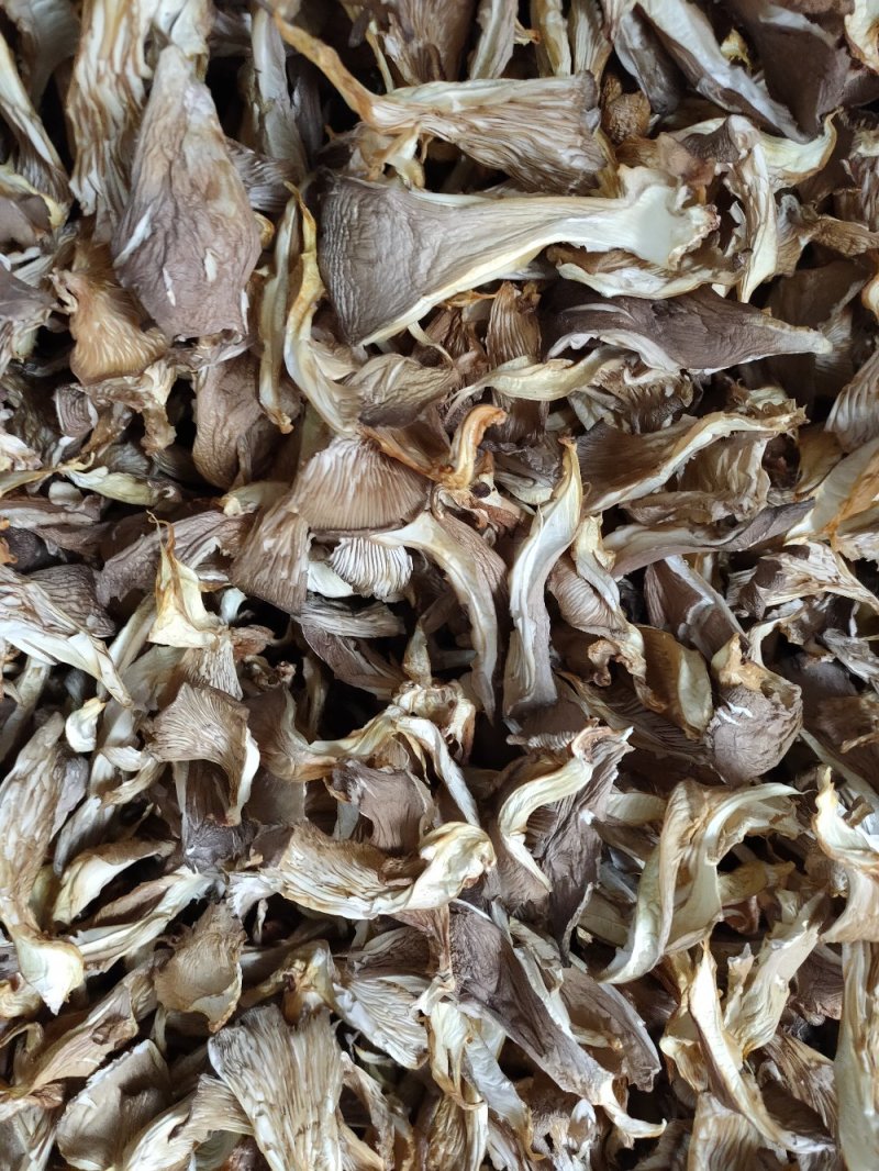 干平菇蘑菇河北干平菇鲍鱼菇食用菌