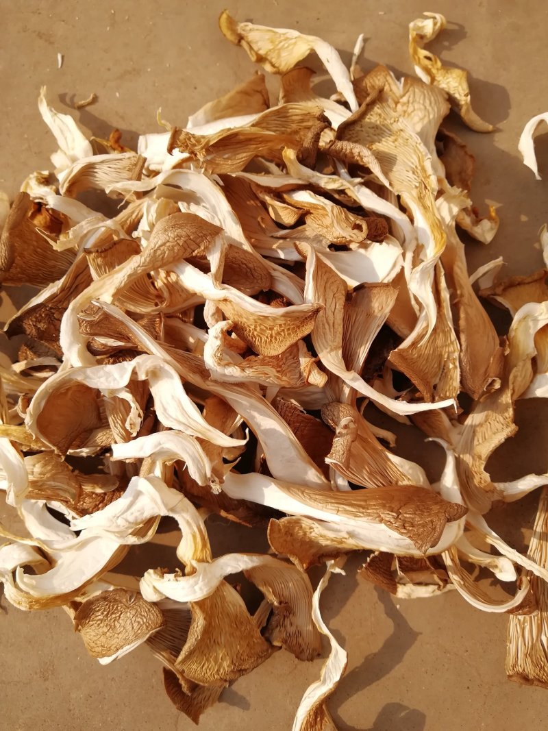 干平菇蘑菇河北干平菇鲍鱼菇食用菌