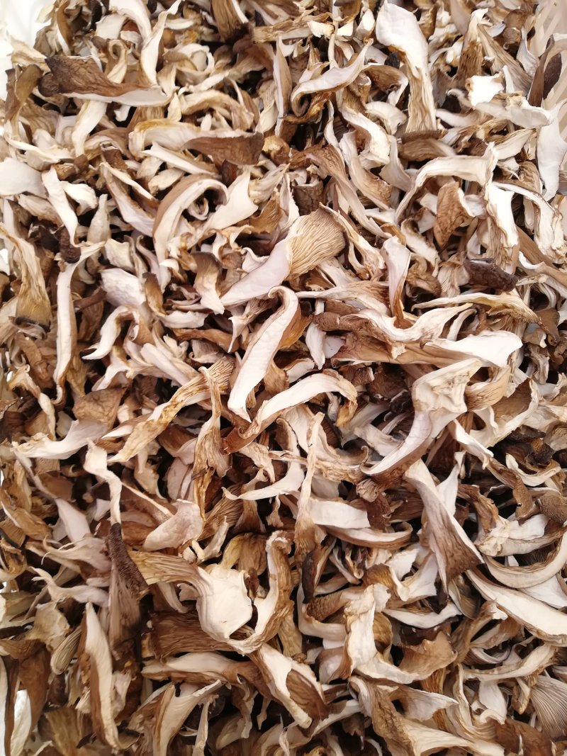 干平菇蘑菇河北干平菇鲍鱼菇食用菌