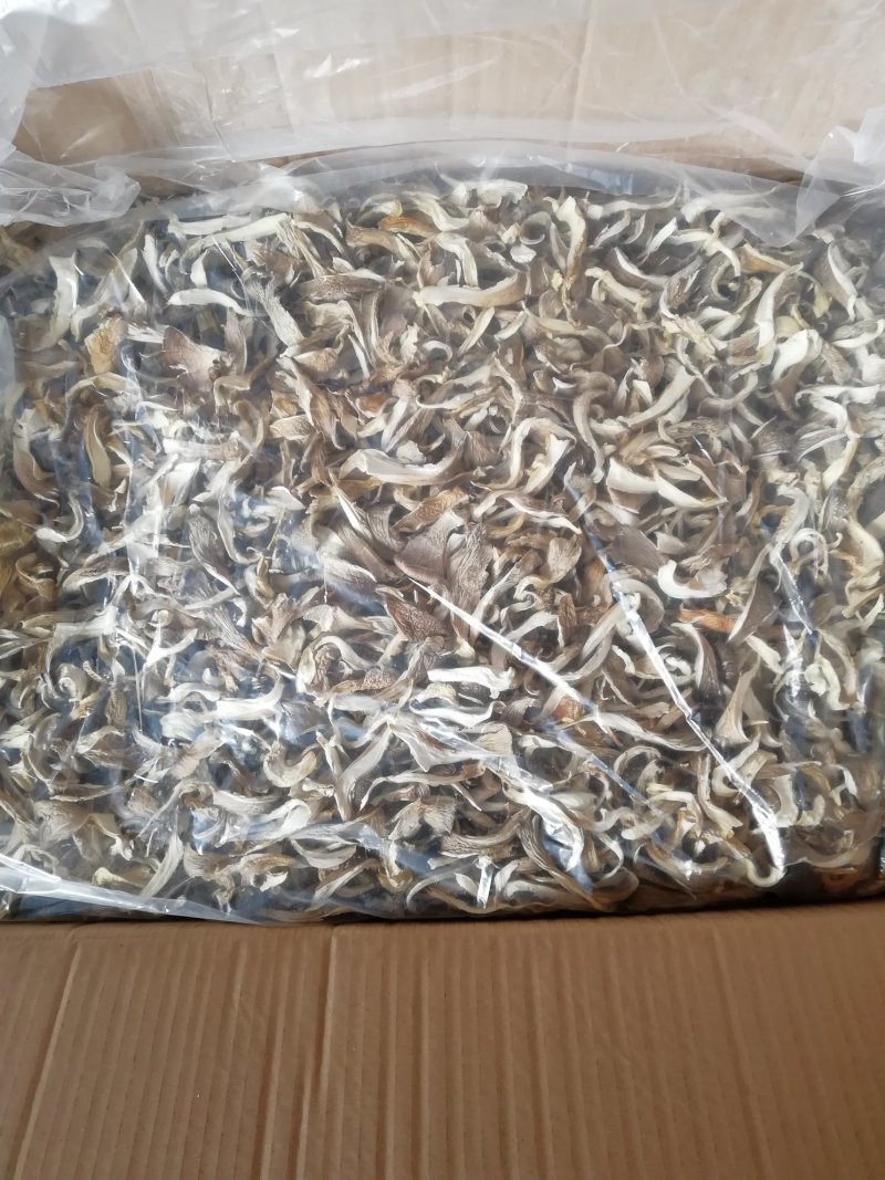 干平菇蘑菇河北干平菇鲍鱼菇食用菌