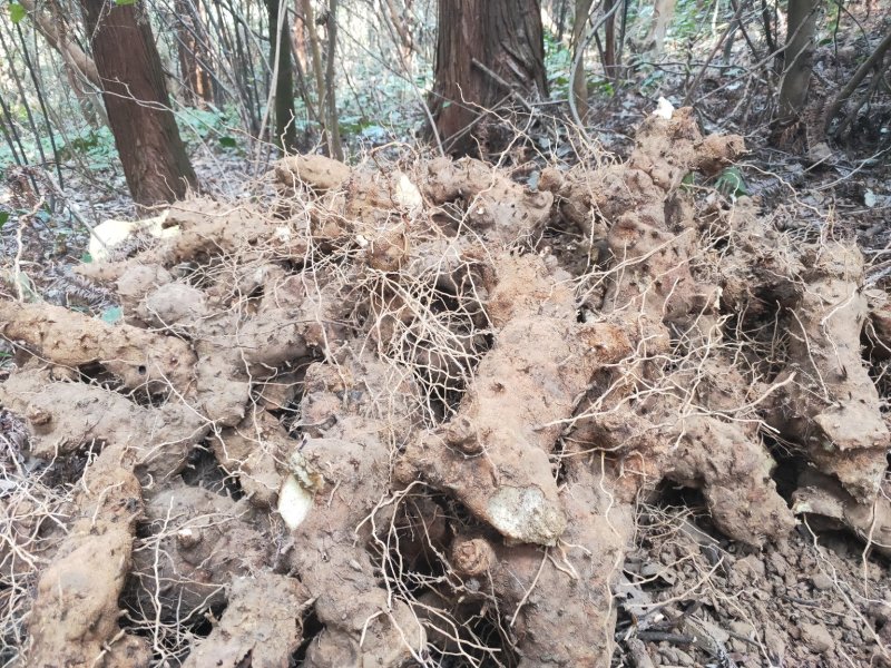 野生绵萆薢！保质量！深山采挖！价低勿扰！谢谢！