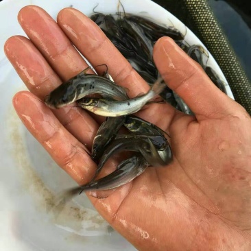 叉尾鮰鱼苗叉尾钳鱼苗斑点叉尾鮰鱼苗有自孵水花