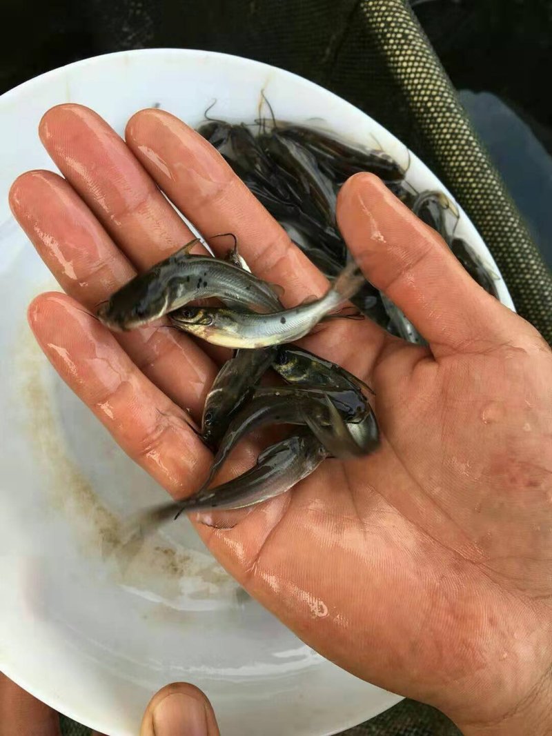 叉尾鮰鱼苗叉尾钳鱼苗斑点叉尾鮰鱼苗有自孵水花