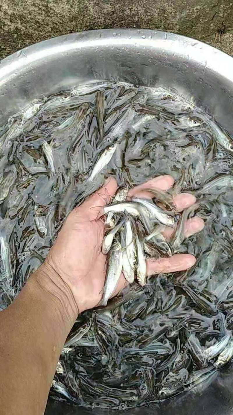 叉尾鮰鱼苗叉尾钳鱼苗斑点叉尾鮰鱼苗有自孵水花