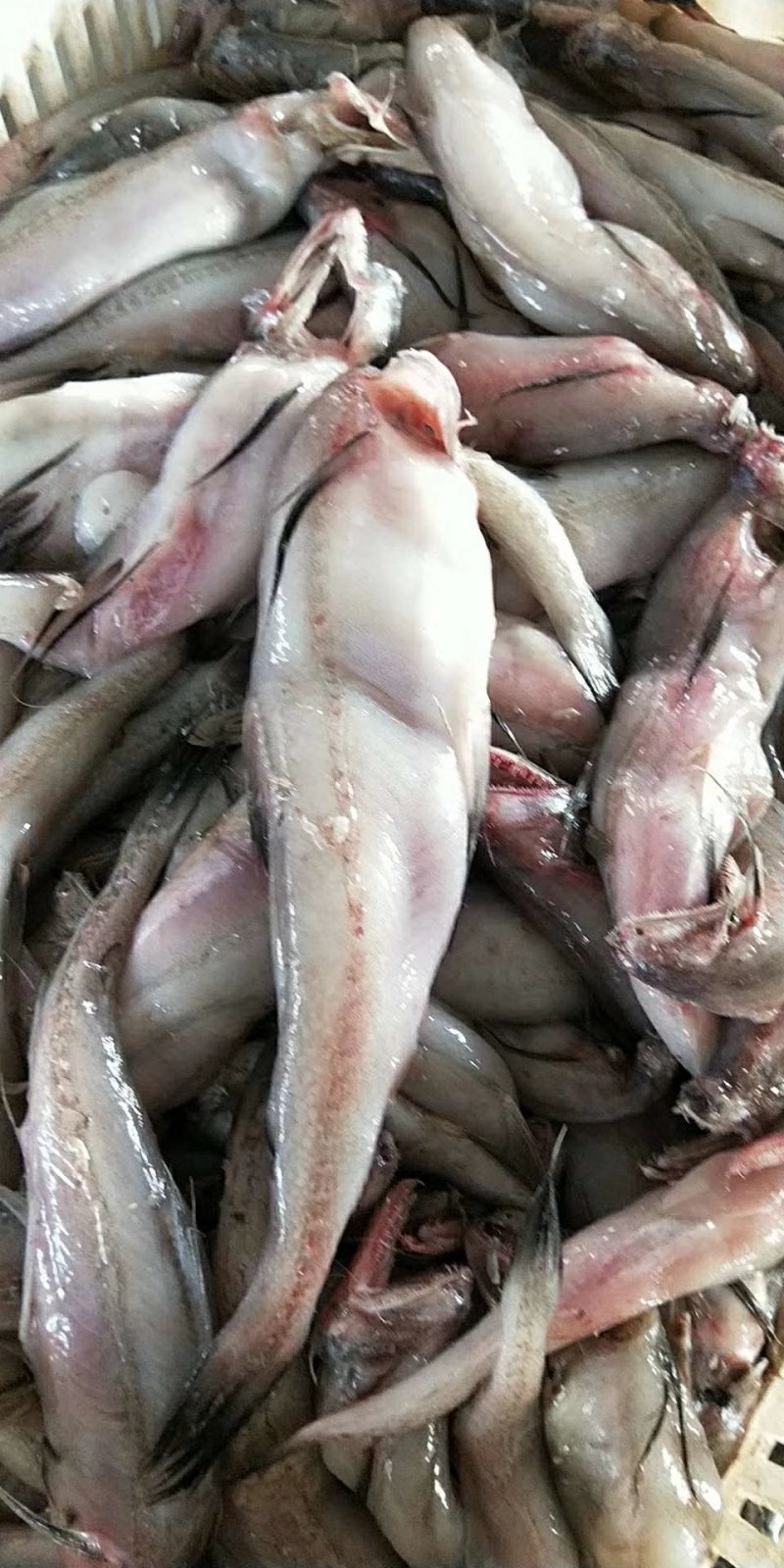 龙头鱼豆腐鱼鲜活豆腐鱼新鲜刺少龙头鱼速冻九肚鱼水潺鱼海捕