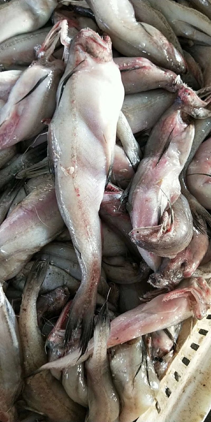 龙头鱼豆腐鱼鲜活豆腐鱼新鲜刺少龙头鱼速冻九肚鱼水潺鱼海捕
