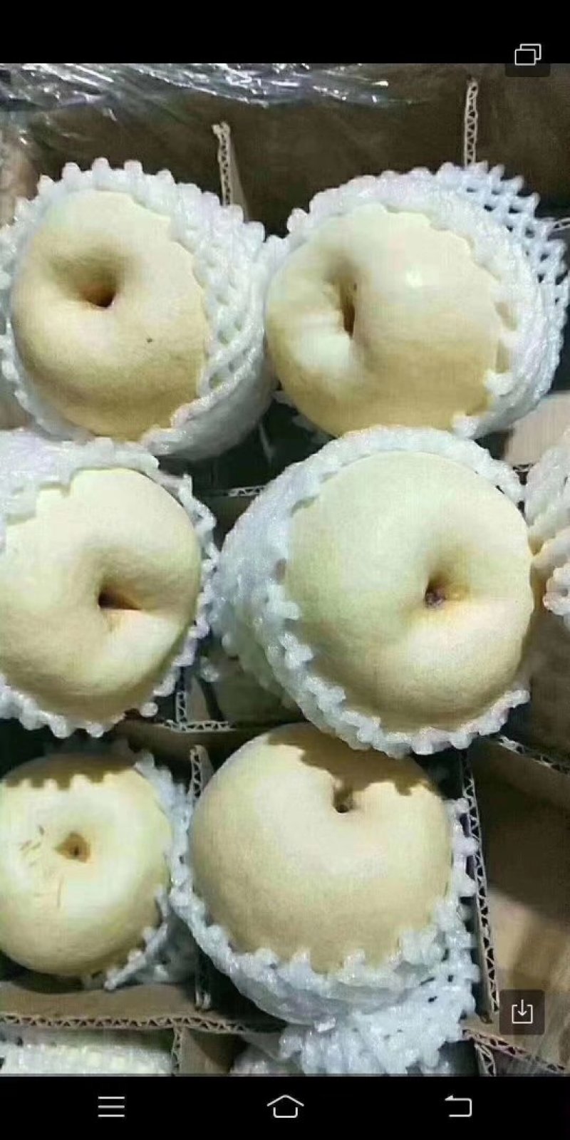 酥梨上市，酥梨大量批发，酥梨便宜值得购买