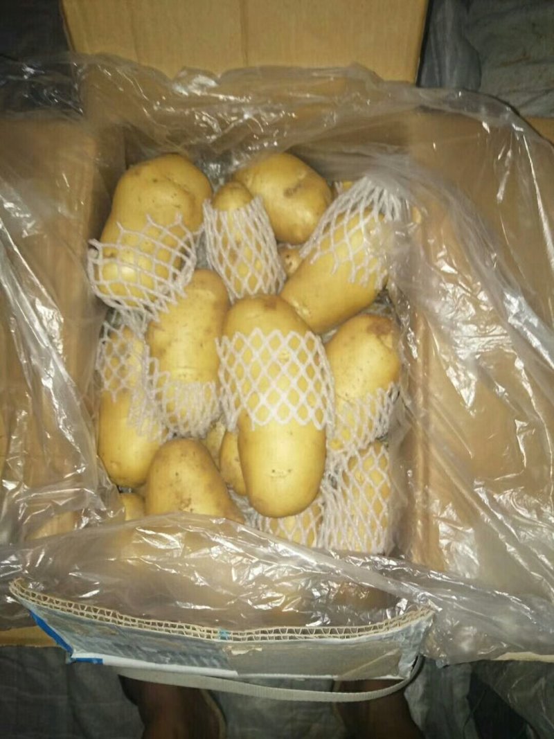 荷兰十五土豆3两以上山东省沂水县大量供应