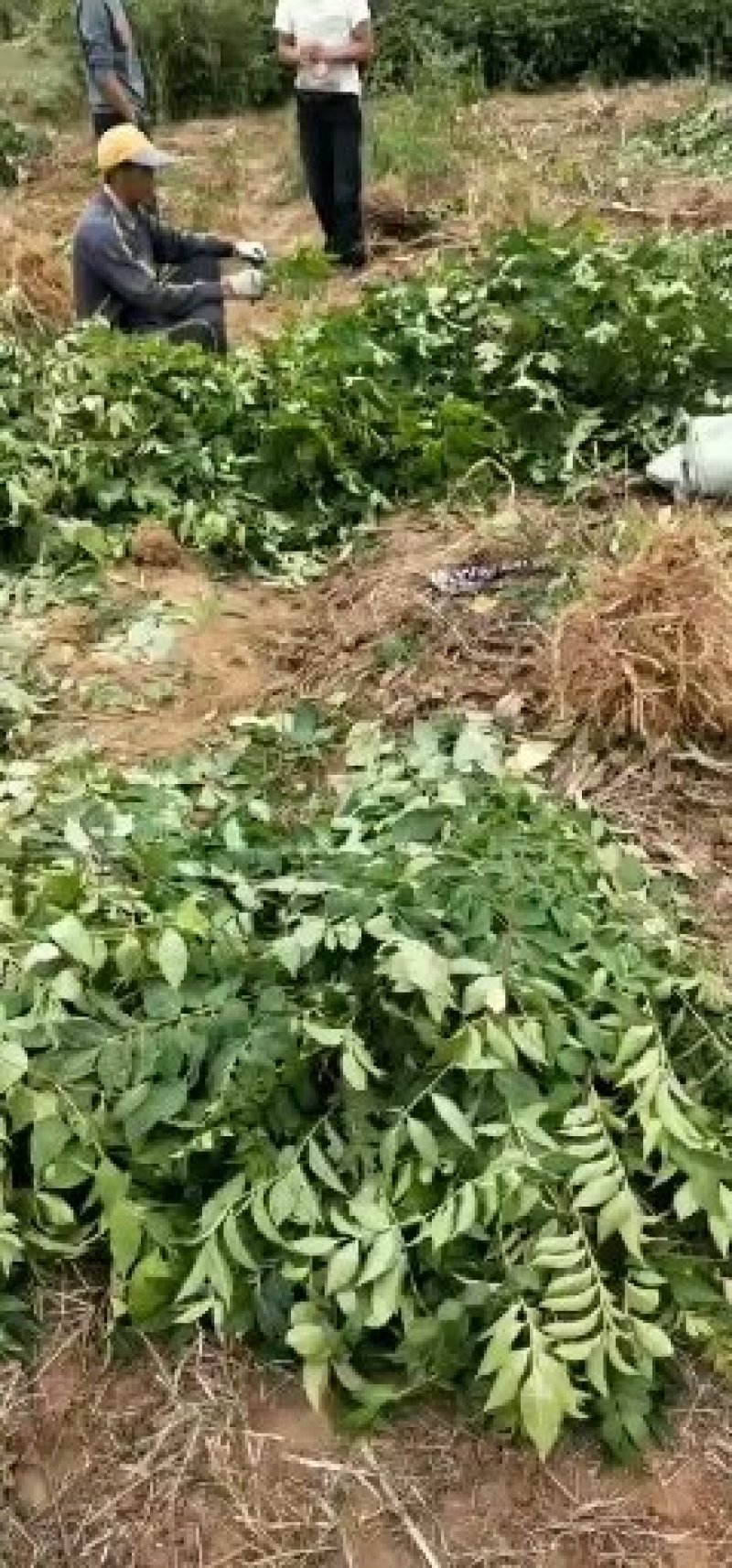 樟树基地纯中花。产量高存活率高