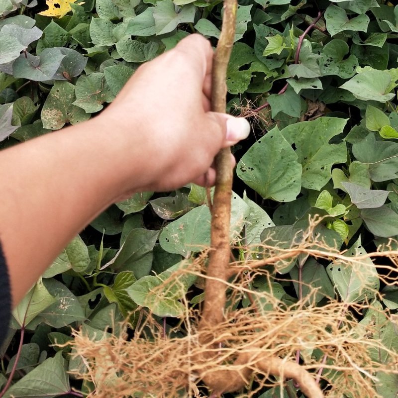 樟树基地纯中花。产量高存活率高