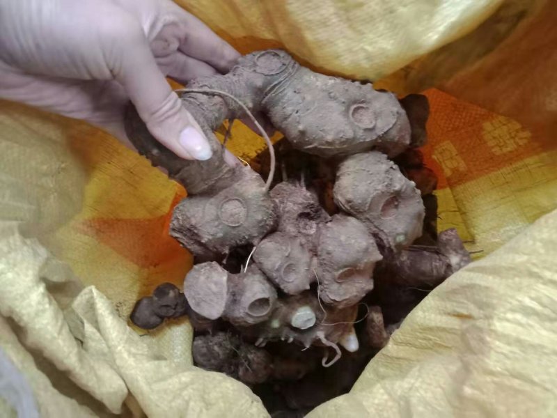 黄精，小块种茎，不包邮，50斤起，贵州野生不倒苗！