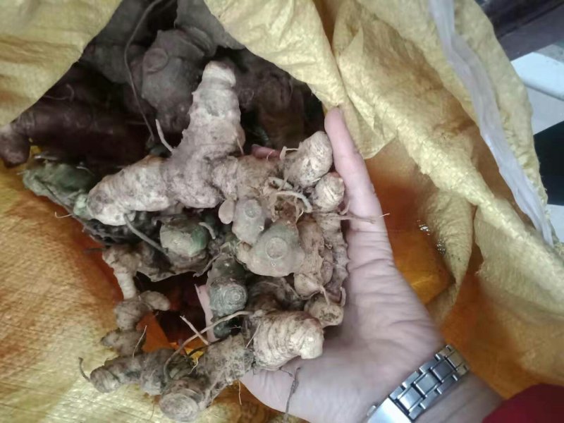 黄精，小块种茎，不包邮，50斤起，贵州野生不倒苗！