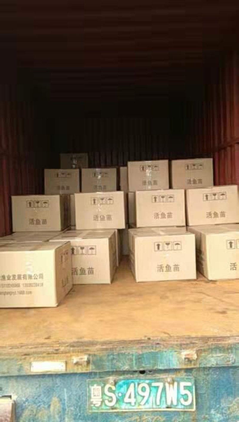 鲳鱼苗红鲳鱼苗白鲳鱼苗鲳鱼苗自孵水花快大成活高
