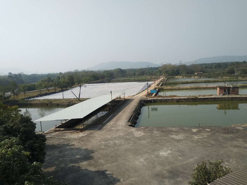 鲳鱼苗红鲳鱼苗白鲳鱼苗鲳鱼苗自孵水花快大成活高