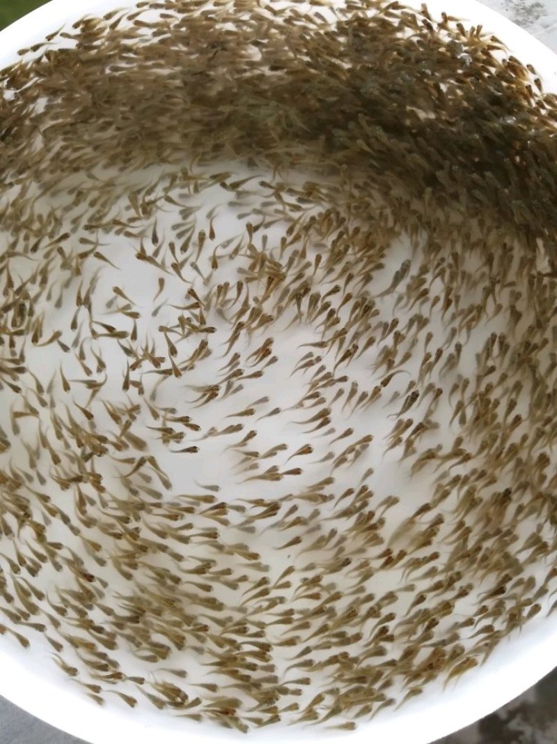 鲳鱼苗红鲳鱼苗白鲳鱼苗鲳鱼苗自孵水花快大成活高