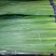 杂交红帽蒜薹50~60厘米山东省沂水县