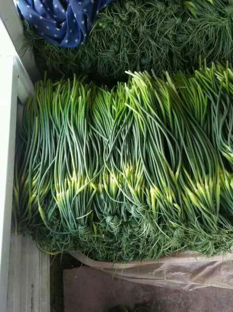杂交红帽蒜薹50~60厘米山东省沂水县