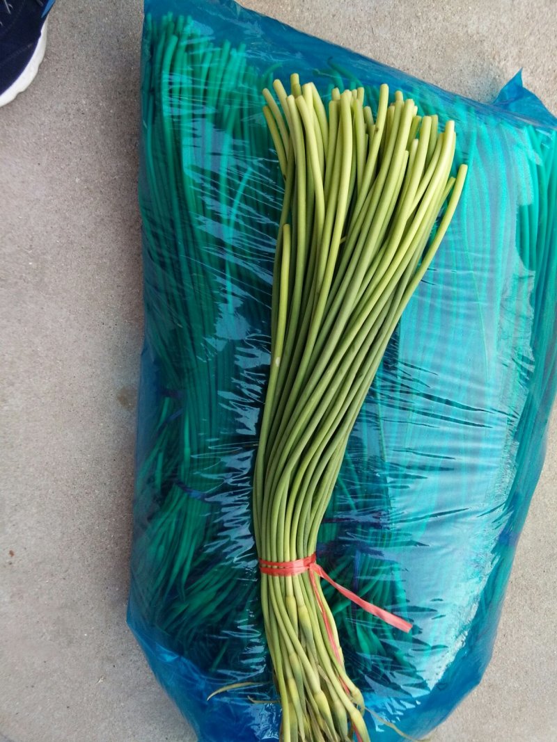 杂交红帽蒜薹50~60厘米山东省沂水县