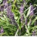 兰花三七金边麦冬矮麦冬草日本矮生麦冬草植物兰花三七苗