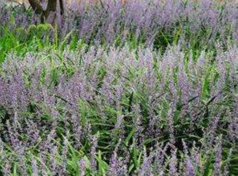 兰花三七金边麦冬矮麦冬草日本矮生麦冬草植物兰花三七苗