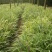 兰花三七金边麦冬矮麦冬草日本矮生麦冬草植物兰花三七苗