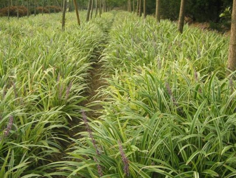 兰花三七金边麦冬矮麦冬草日本矮生麦冬草植物兰花三七苗