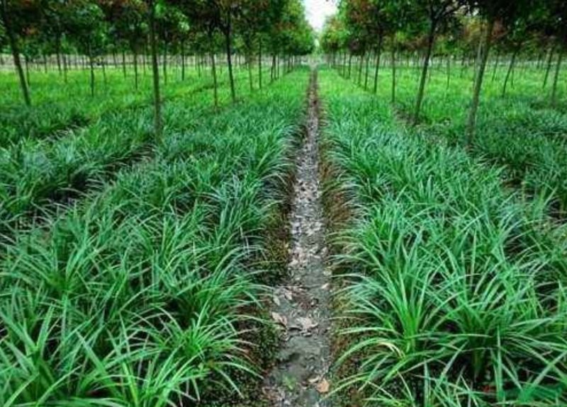 兰花三七金边麦冬矮麦冬草日本矮生麦冬草植物兰花三七苗