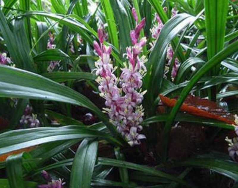 兰花三七金边麦冬矮麦冬草日本矮生麦冬草植物兰花三七苗