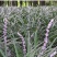 兰花三七金边麦冬矮麦冬草日本矮生麦冬草植物兰花三七苗