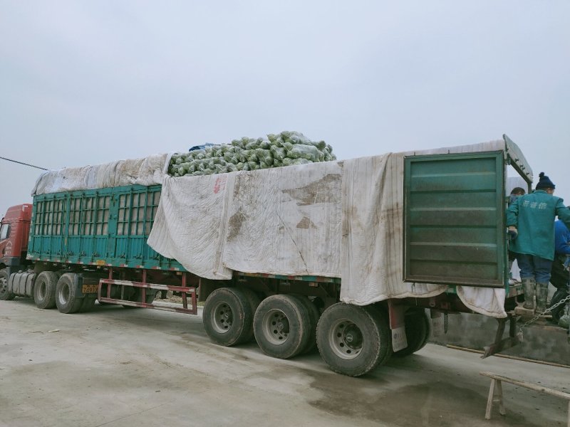 绿甘蓝旺旺甘蓝圆包菜普包精包丝网袋均可发货