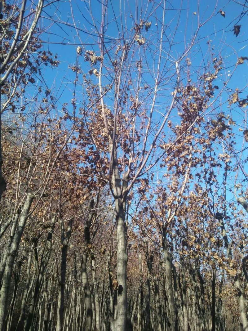 五角枫苗，五角枫，五角枫小苗，五角枫一年苗，色木槭苗