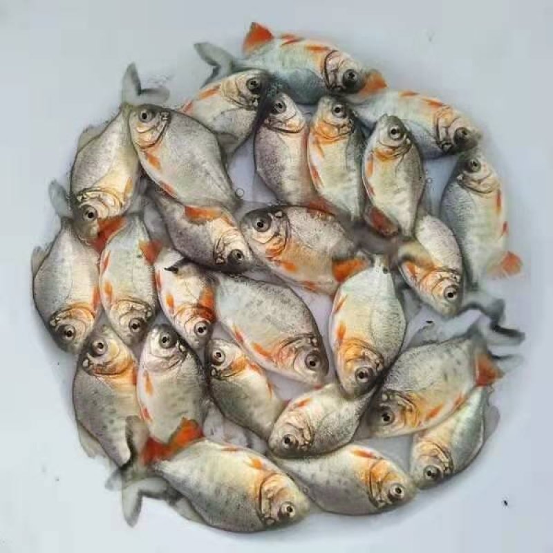 鲳鱼苗红鲳鱼苗白鲳鱼苗鲳鱼苗自孵水花快大成活高