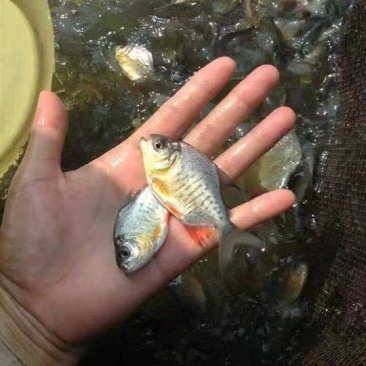 鲳鱼苗红鲳鱼苗白鲳鱼苗鲳鱼苗自孵水花快大成活高