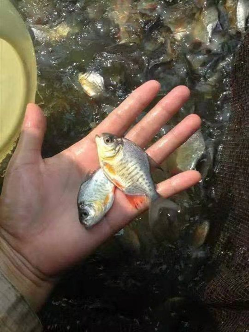 鲳鱼苗红鲳鱼苗白鲳鱼苗鲳鱼苗自孵水花快大成活高