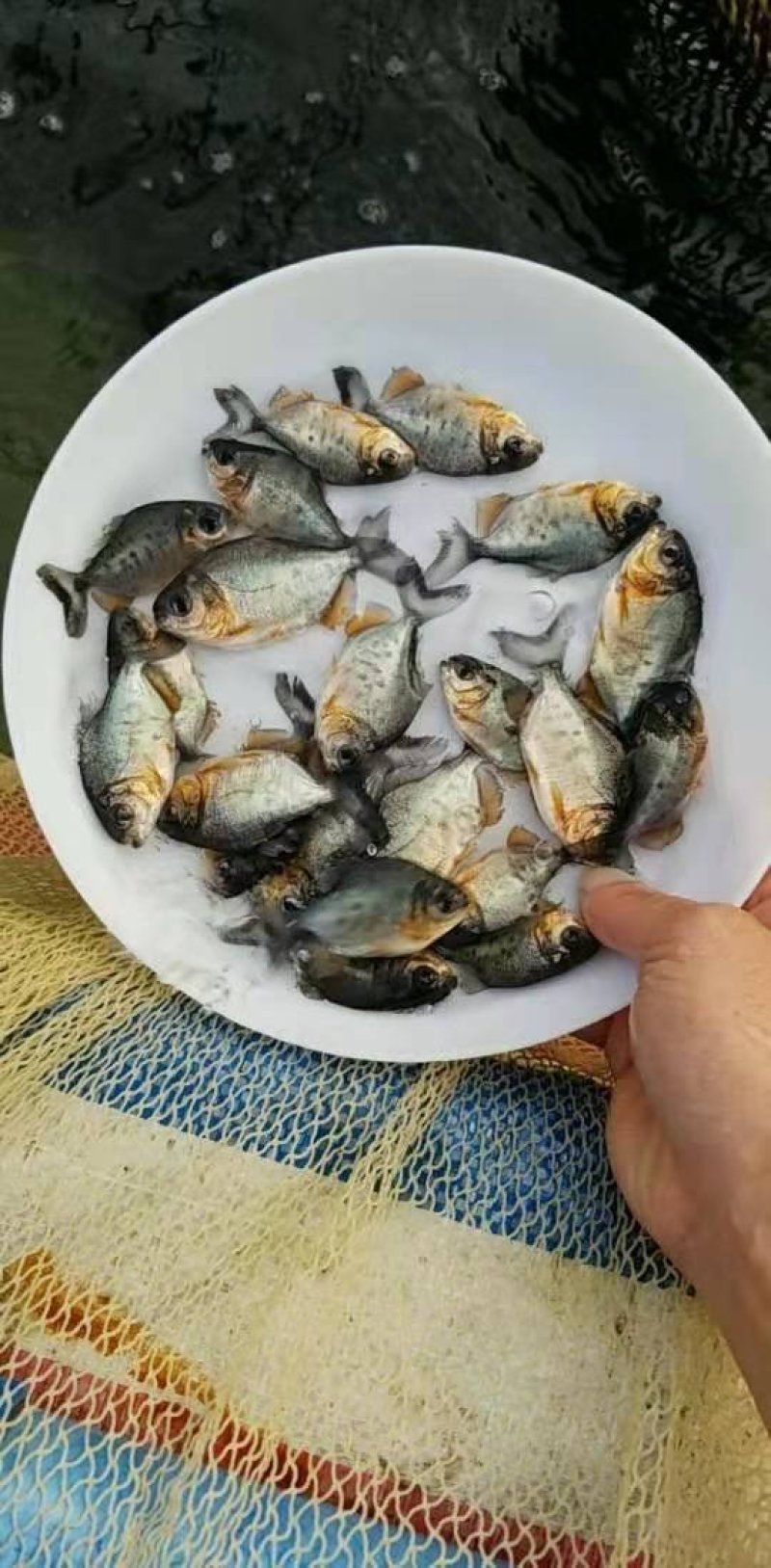 鲳鱼苗红鲳鱼苗白鲳鱼苗鲳鱼苗自孵水花快大成活高