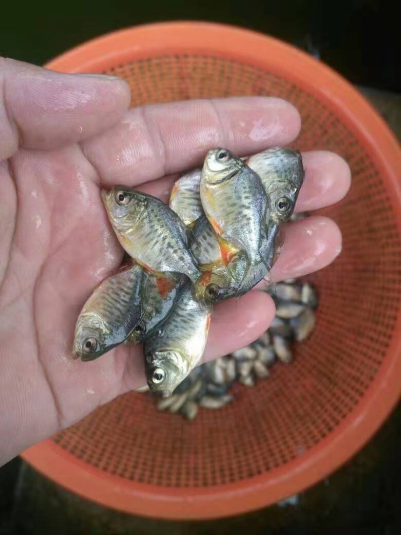 鲳鱼苗红鲳鱼苗白鲳鱼苗鲳鱼苗自孵水花快大成活高