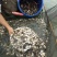 鲳鱼苗红鲳鱼苗白鲳鱼苗鲳鱼苗自孵水花快大成活高