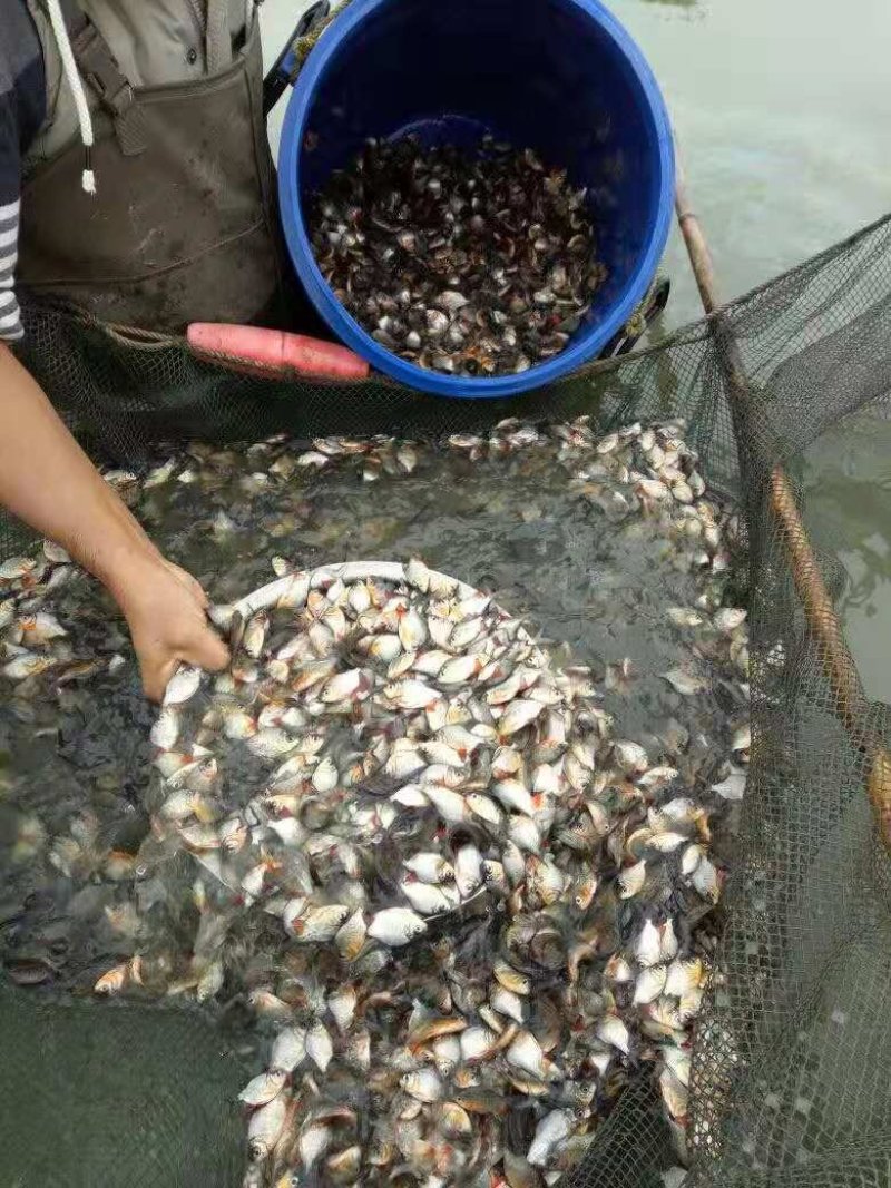 鲳鱼苗红鲳鱼苗白鲳鱼苗鲳鱼苗自孵水花快大成活高