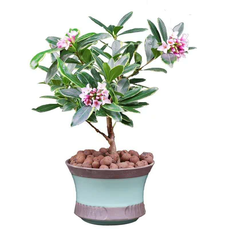 金边瑞香耐寒花卉观花植物室内带花浓香型观花盆栽四季盆景