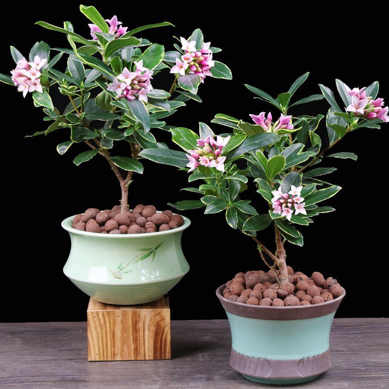 金边瑞香耐寒花卉观花植物室内带花浓香型观花盆栽四季盆景