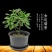 金边瑞香耐寒花卉观花植物室内带花浓香型观花盆栽四季盆景