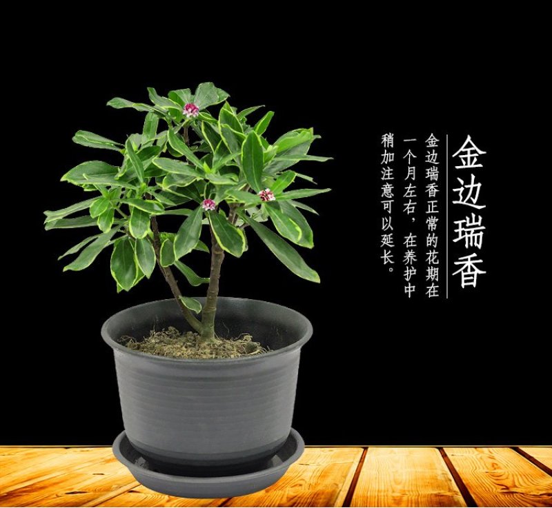 金边瑞香耐寒花卉观花植物室内带花浓香型观花盆栽四季盆景