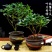 金边瑞香耐寒花卉观花植物室内带花浓香型观花盆栽四季盆景