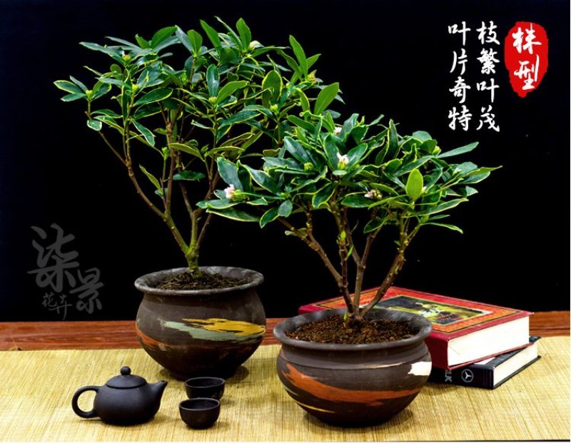 金边瑞香耐寒花卉观花植物室内带花浓香型观花盆栽四季盆景