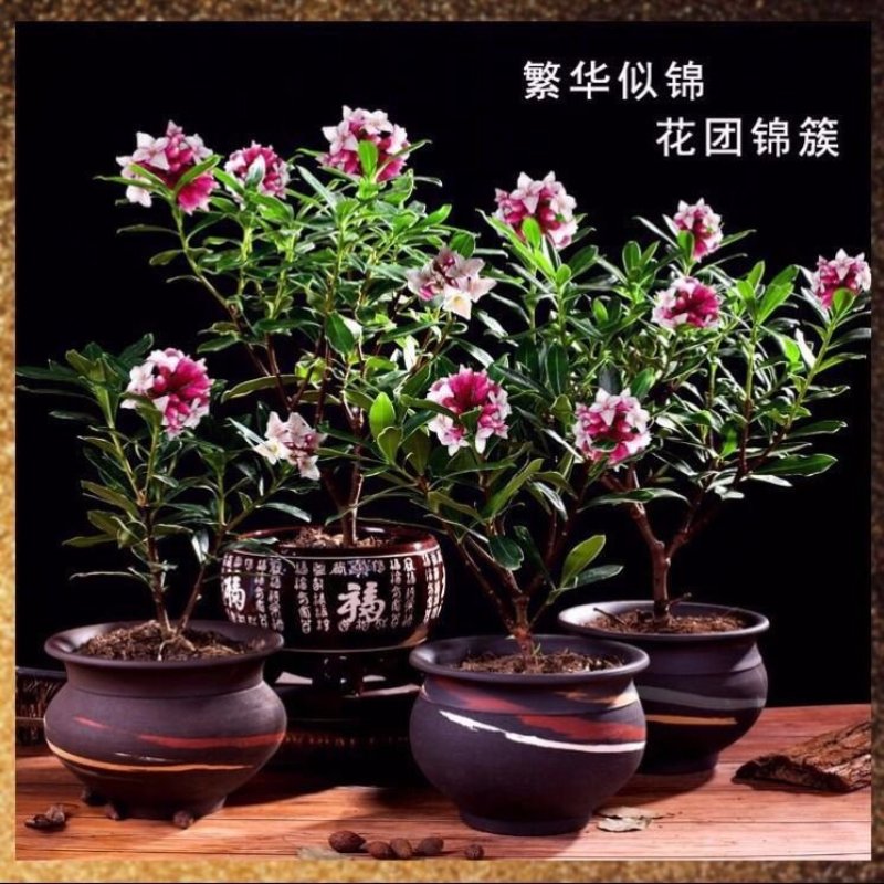 金边瑞香耐寒花卉观花植物室内带花浓香型观花盆栽四季盆景