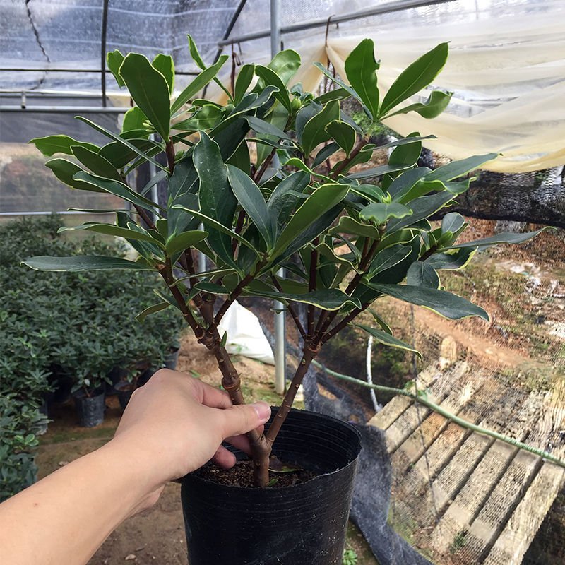金边瑞香耐寒花卉观花植物室内带花浓香型观花盆栽四季盆景