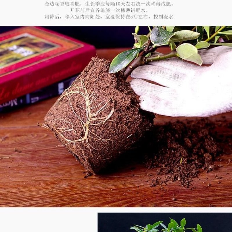 金边瑞香耐寒花卉观花植物室内带花浓香型观花盆栽四季盆景