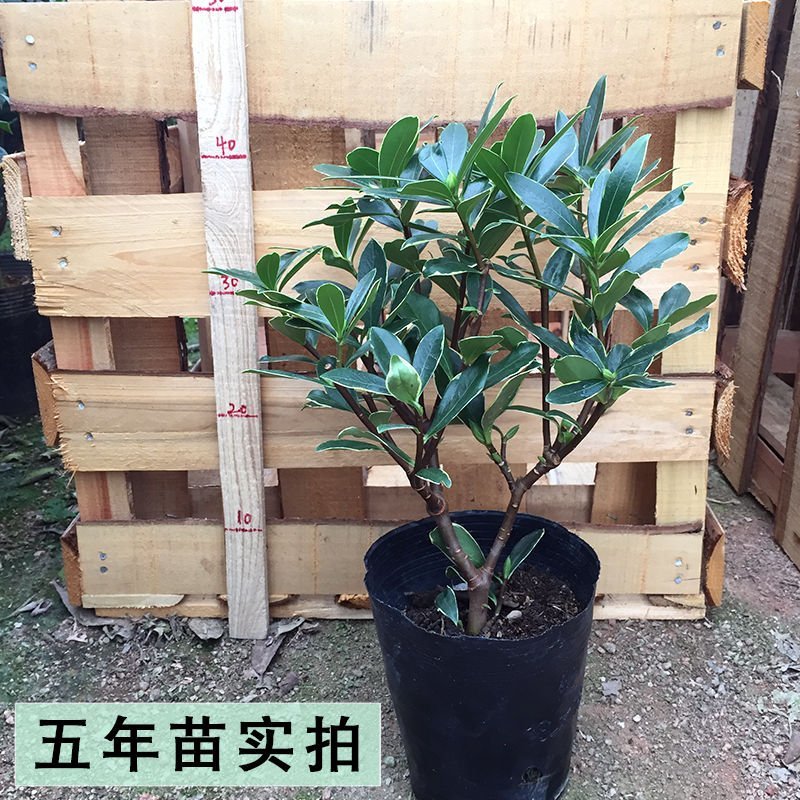金边瑞香耐寒花卉观花植物室内带花浓香型观花盆栽四季盆景