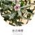 金边瑞香耐寒花卉观花植物室内带花浓香型观花盆栽四季盆景